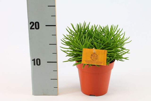 Picture of SENECIO ARCHERI HIMALAYA