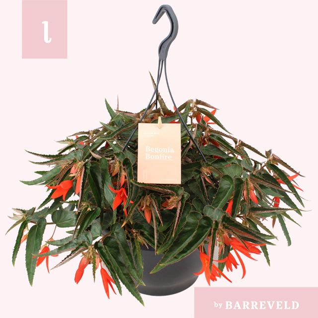 Picture of Begonia boliviensis bonfire hanging basket