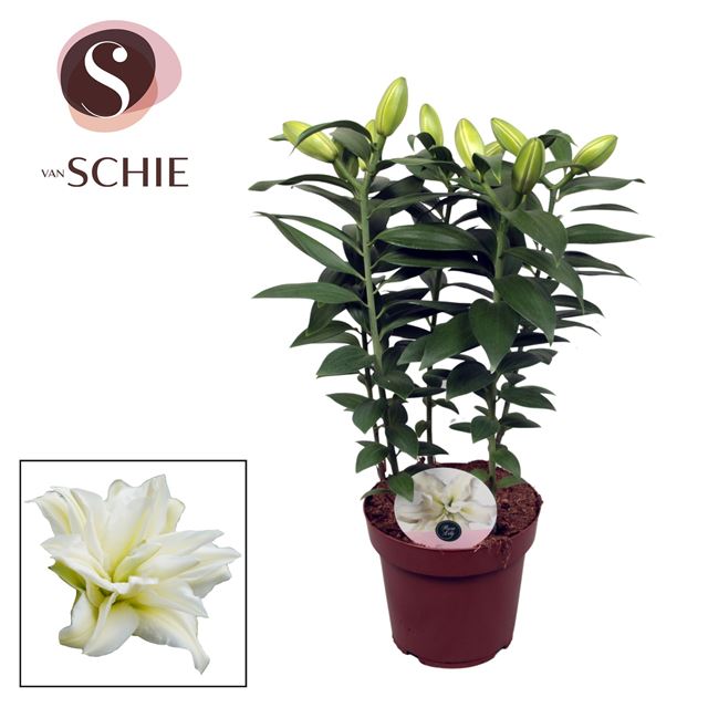 Picture of LILIUM ORIENTAL DOUBLE ROSELILY ZETA
