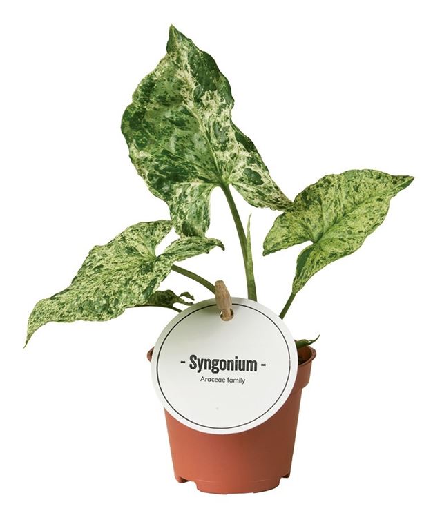 Picture of Syngonium mottled