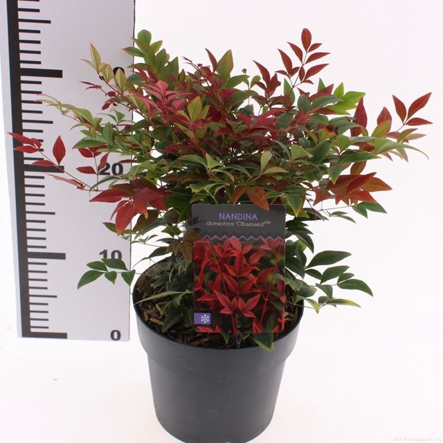 Picture of Nandina domestica obsessed