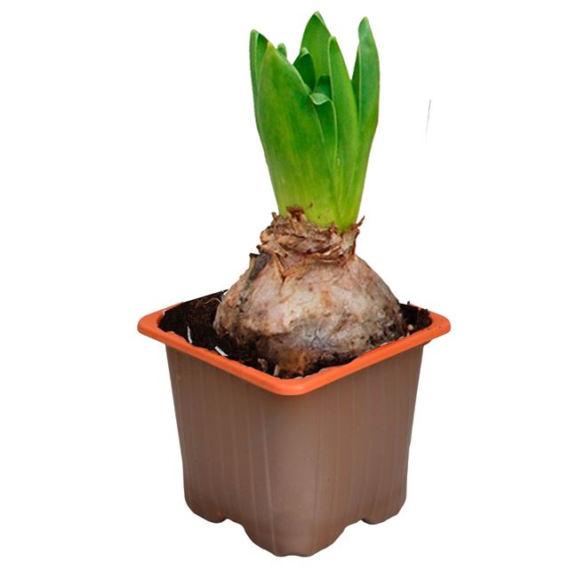 Picture of HYACINTHUS 01BULB GIPSY QUEEN