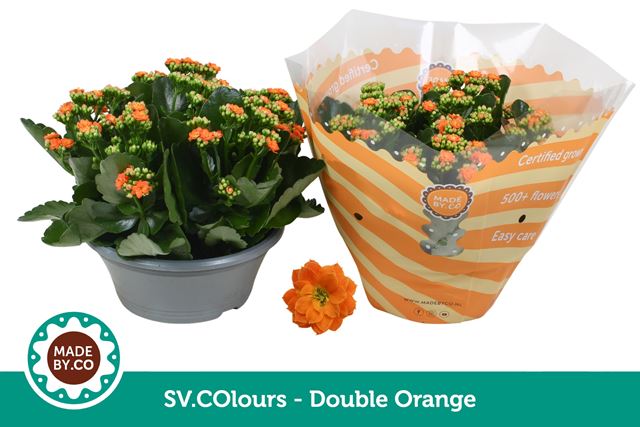 Picture of Kalanchoe double orange bowl
