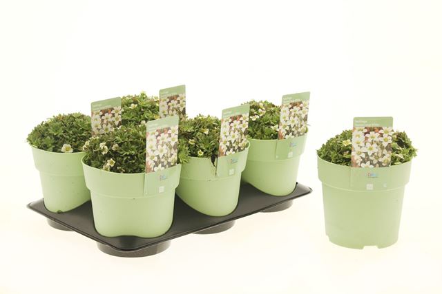 Picture of Saxifraga touran large white