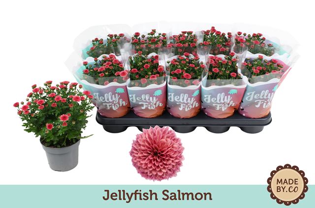 Picture of Chrysanthemum jellyfish salmon