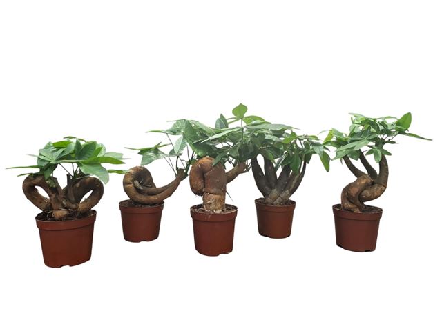 Picture of Pachira aquatica bonsai mix
