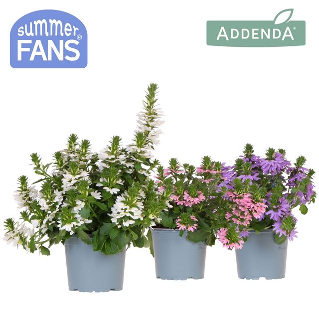 Picture of Scaevola mix