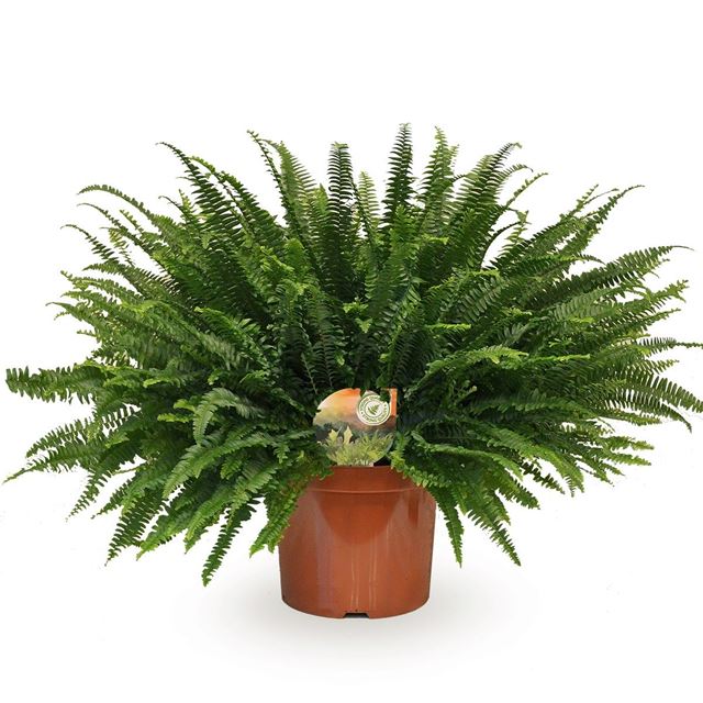 Picture of Nephrolepis exaltata green lady