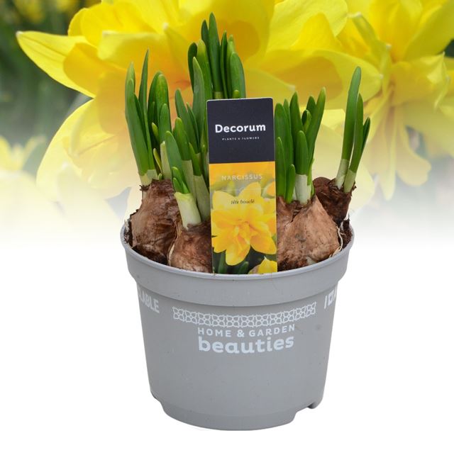 Picture of Narcissus tete boucle