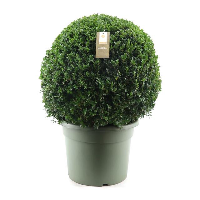 Picture of BUXUS SEMPERVIRENS BALL 060CM