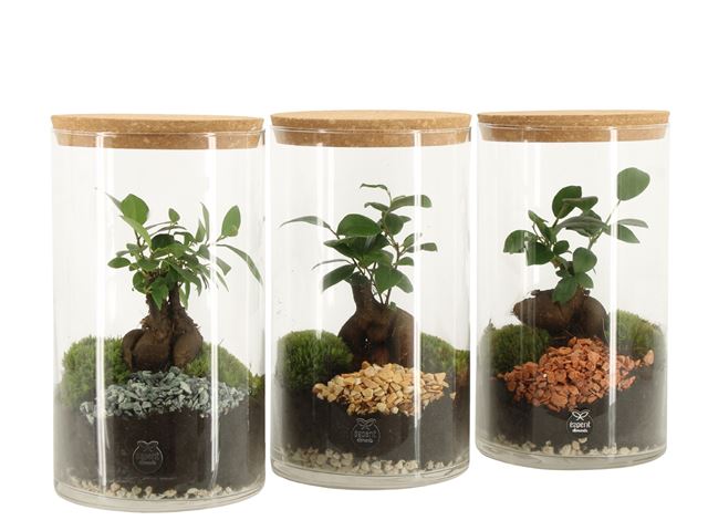 Picture of Terrarium arrangement