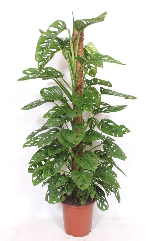 Picture of MONSTERA MONKEY LEAF MOSSPOLE