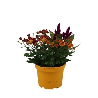 Picture of Arrangement abbracci nina