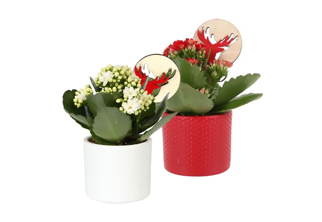 Picture of KALANCHOE ROSALINA RED/WHITE IN RED/WHITE CERAM