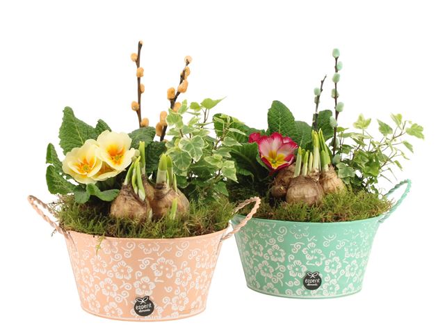 Picture of Spring arrangement outdoor 04pp