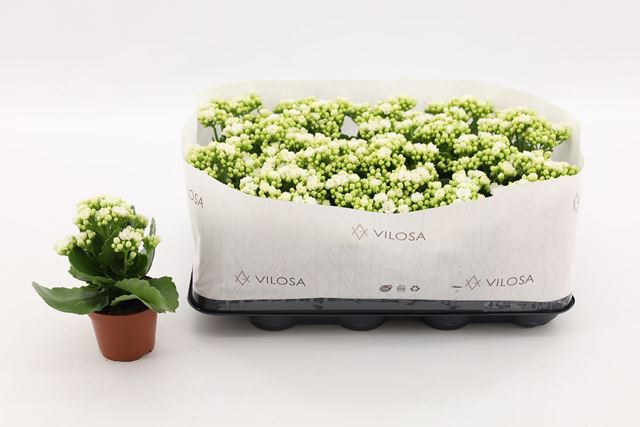 Picture of KALANCHOE DOUBLE WHITE