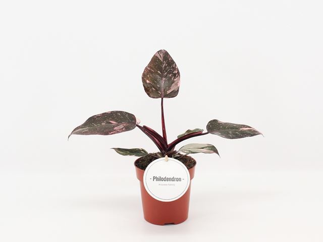 Picture of Philodendron burgundy princess