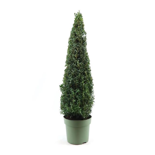 Picture of BUXUS SEMPERVIRENS PYRAMID 070CM ABOVE THE POT