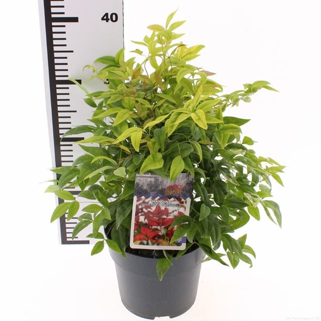 Picture of Nandina domestica firepower