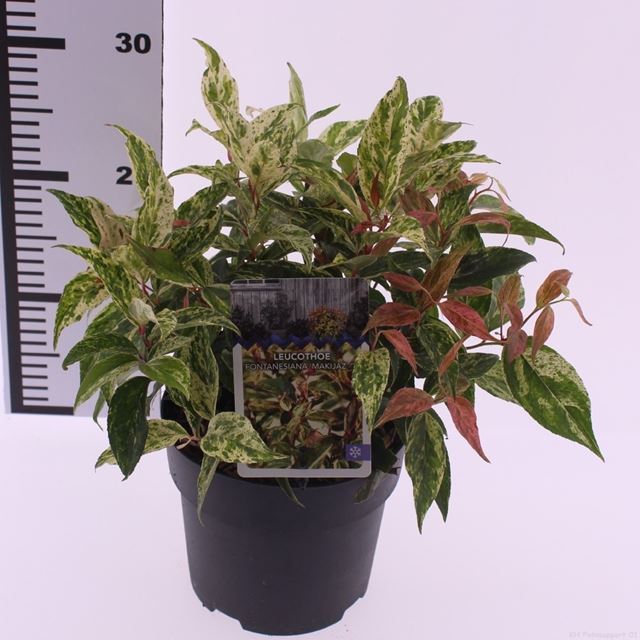 Picture of Leucothoe fontanesiana makiejaz