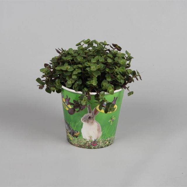 Picture of CALLISIA REPENS IN POTCOVER
