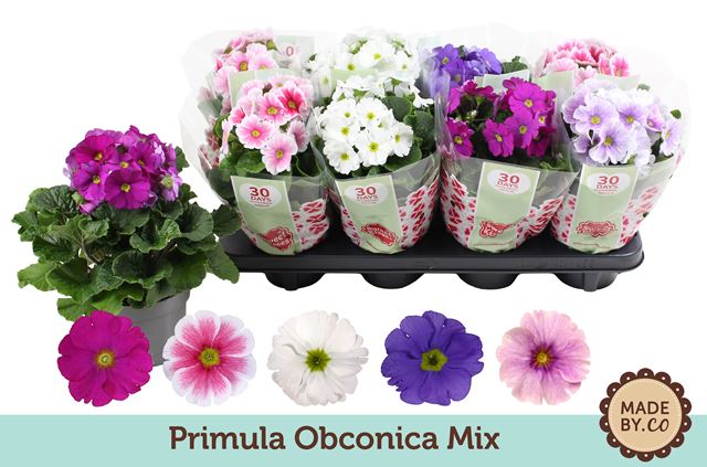 Picture of Primula obconica touch me mix