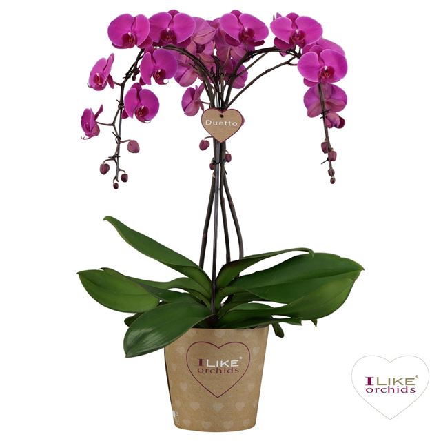 Picture of DUETTO ORNAMENTO FREERIDE - 3 TAK