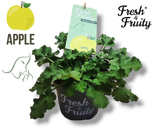 Picture of Pelargonium freshandfruit apple fresh