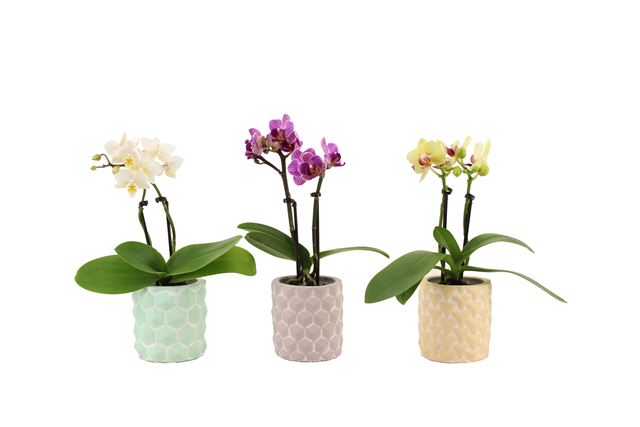 Picture of PHALAENOPSIS 02-STEM MINI MIX IN 3D CERAMIC