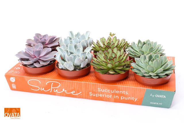Picture of ECHEVERIA MIX