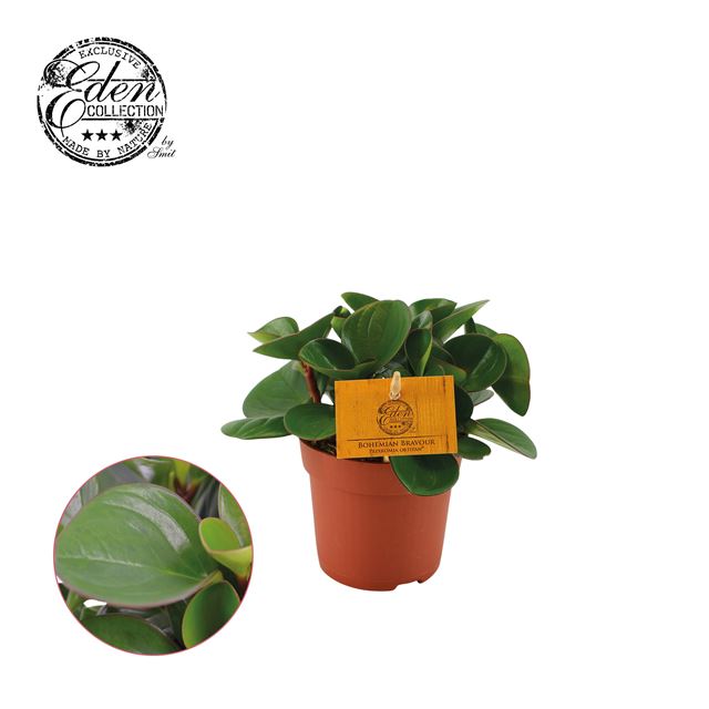 Picture of PEPEROMIA OPTIPAN