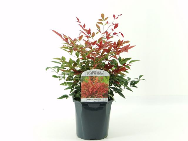 Picture of Nandina domestica obsessed
