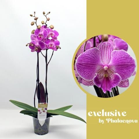 Picture of PHALAENOPSIS 02-STEM ROYAL SMILE