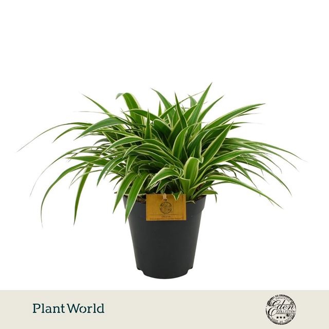 Picture of Chlorophytum comosum ocean