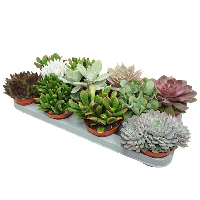 Picture of Succulent mix