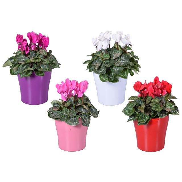 Picture of CYCLAMEN + GLITTERS IN COLOUR CODED CERAMIC