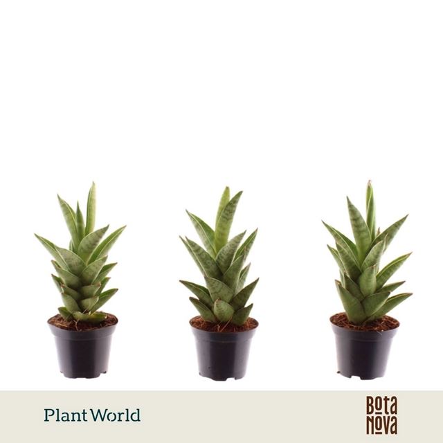 Picture of Sansevieria cylindrica starshooter