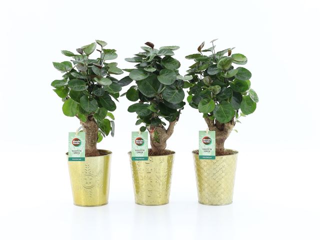 Picture of POLYSCIAS FABIAN IN GOLDEN CERAMIC