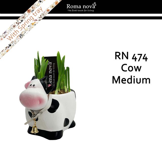 Picture of Narcissus cow medium