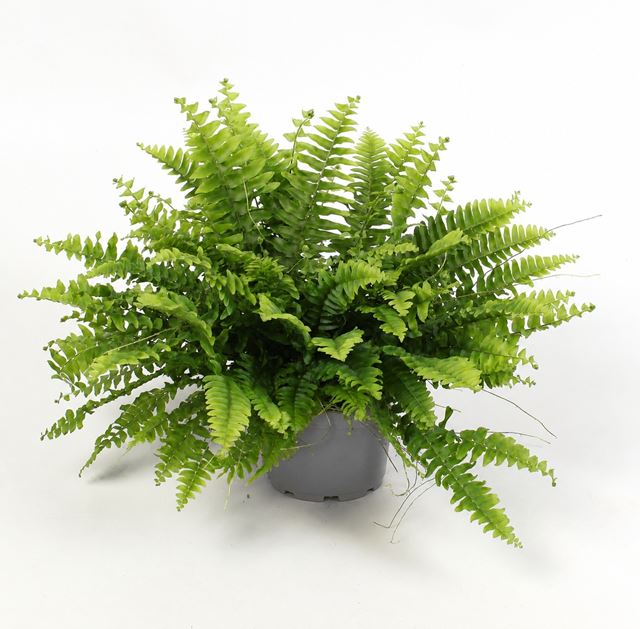 Picture of Nephrolepis exaltata boston