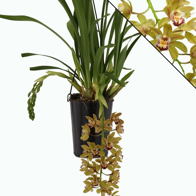 Picture of CYMBIDIUM 02-STEM ARGIRO CASCADE