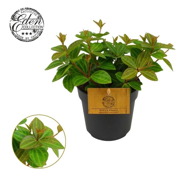 Picture of Peperomia angulata rocca vivace