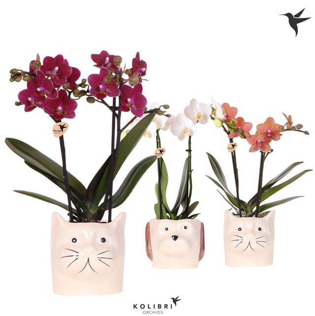 Picture of Phalaenopsis 02-stem mix in ceramic cat and dog