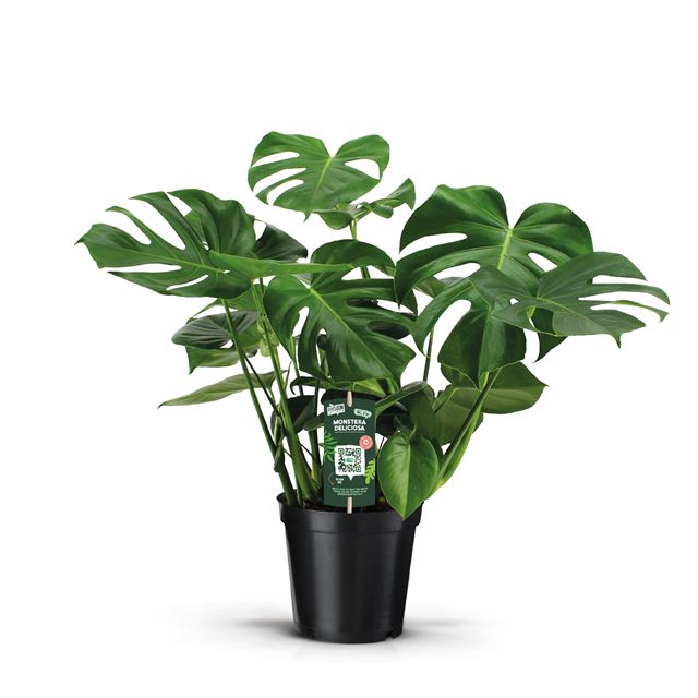 Picture of MONSTERA DELICIOSA