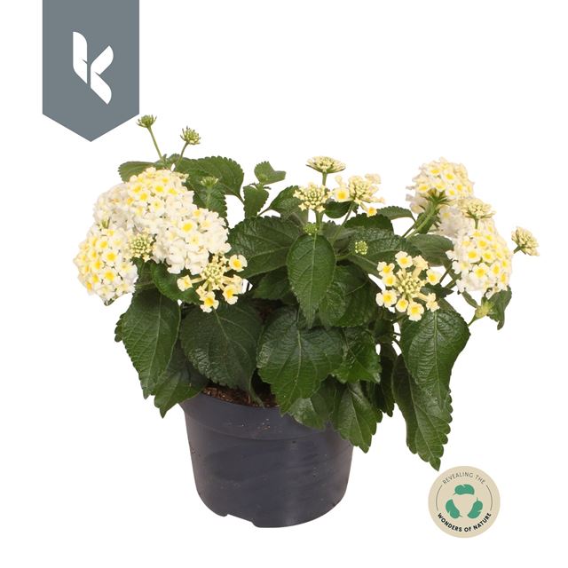 Picture of Lantana camara havana white