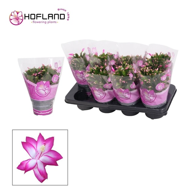Picture of Schlumbergera purple
