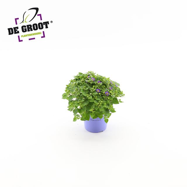 Picture of EXACUM BLUE