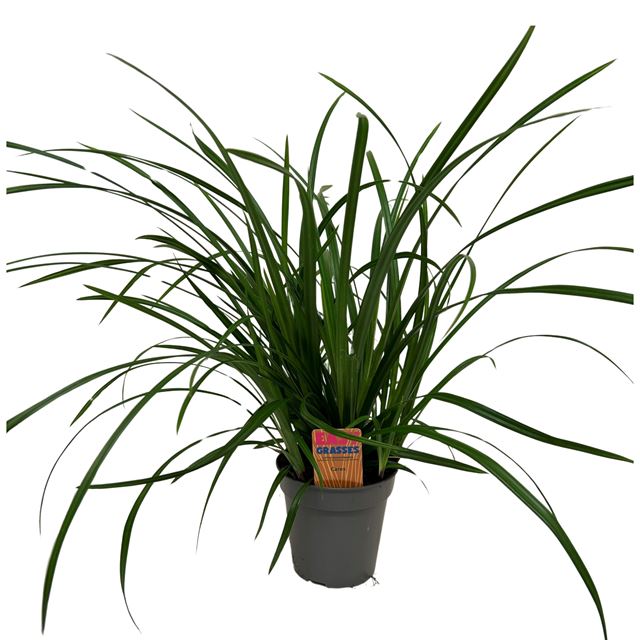 Picture of Carex morrowii irish green