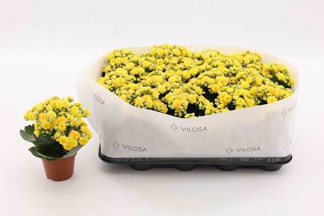 Picture of KALANCHOE DOUBLE YELLOW
