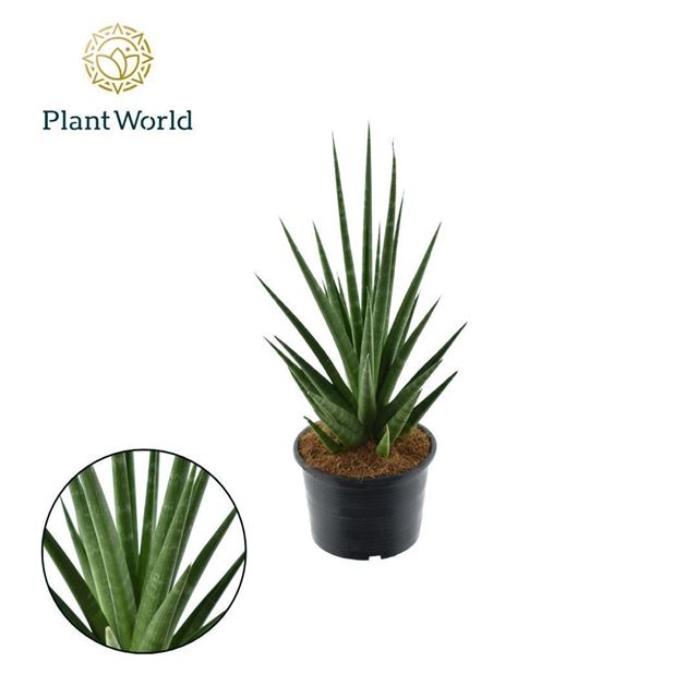 Picture of Sansevieria dancing queen